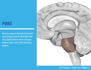 The pons connects the brain to the brain
stem through tracts of white fibers that
carry signals between them. It houses
pontine nuclei, which affect breathing
rhythms.
PONS
Brain Regions> Brain Stem> Pons | 21
 