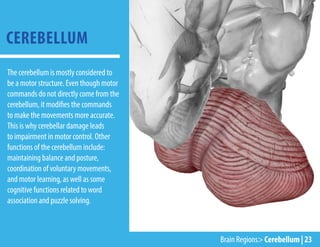 CEREBELLUM
The cerebellum is mostly considered to
be a motor structure. Even though motor
commands do not directly come from the
cerebellum, it modifies the commands
to make the movements more accurate.
This is why cerebellar damage leads
to impairment in motor control. Other
functions of the cerebellum include:
maintaining balance and posture,
coordination of voluntary movements,
and motor learning, as well as some
cognitive functions related to word
association and puzzle solving.
Brain Regions> Cerebellum | 23
 