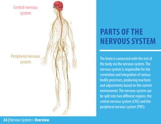 24 | Nervous System> Overview
The brain is connected with the rest of
the body via the nervous system.The
nervous system is responsible for the
correlation and integration of various
bodily processes, producing reactions
and adjustments based on the current
environment.The nervous system can
be split into two different regions: the
central nervous system (CNS) and the
peripheral nervous system (PNS).
PARTS OF THE
NERVOUS SYSTEM
Peripheral nervous
system
Central nervous
system
 