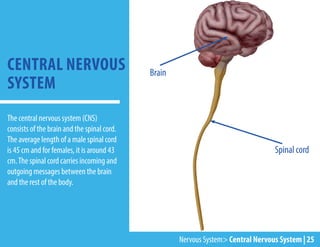 Brain
Spinal cord
The central nervous system (CNS)
consists of the brain and the spinal cord.
The average length of a male spinal cord
is 45 cm and for females, it is around 43
cm.The spinal cord carries incoming and
outgoing messages between the brain
and the rest of the body.
CENTRAL NERVOUS
SYSTEM
Nervous System> Central Nervous System | 25
 