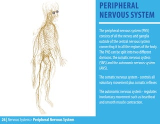 26 | Nervous System> Peripheral Nervous System
The peripheral nervous system (PNS)
consists of all the nerves and ganglia
outside of the central nervous system
connecting it to all the regions of the body.
The PNS can be split into two different
divisions: the somatic nervous system
(SNS) and the autonomic nervous system
(ANS).
The somatic nervous system - controls all
voluntary movement plus somatic reflexes
The autonomic nervous system - regulates
involuntary movement such as heartbeat
and smooth muscle contraction.
PERIPHERAL
NERVOUS SYSTEM
 