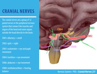 CRANIAL NERVES
Nervous System> PNS> Cranial Nerves | 27
The cranial nerves are a group of 12
paired nerves in the peripheral nervous
system that connect the muscles and
organs of the head and some organs
outside the head directly to the brain.
CN01: olfactory = smell
CN02: optic = sight
CN03: oculomotor = eye and pupil
movement
CN04: trochlear = eye movement
CN06: abducens = eye movement
CN08: vestibulocochlear = hearing,
balance
CN01
CN02
CN03
CN08
CN06
CN04
 