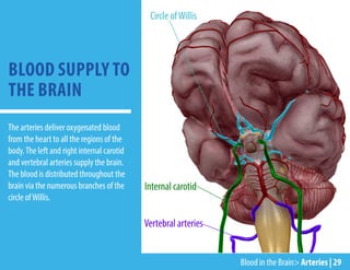 Blood in the Brain> Arteries | 29
The arteries deliver oxygenated blood
from the heart to all the regions of the
body.The left and right internal carotid
and vertebral arteries supply the brain.
The blood is distributed throughout the
brain via the numerous branches of the
circle ofWillis.
BLOOD SUPPLY TO
THE BRAIN
Circle ofWillis
Internal carotid
Vertebral arteries
 