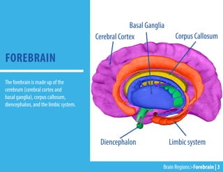 Cerebral Cortex
Diencephalon Limbic system
Corpus Callosum
Basal Ganglia
FOREBRAIN
Brain Regions>Forebrain | 3
The forebrain is made up of the
cerebrum (cerebral cortex and
basal ganglia), corpus callosum,
diencephalon, and the limbic system.
 