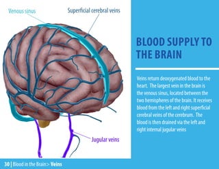 30 | Blood in the Brain> Veins
BLOOD SUPPLY TO
THE BRAIN
Veins return deoxygenated blood to the
heart. The largest vein in the brain is
the venous sinus, located between the
two hemispheres of the brain. It receives
blood from the left and right superficial
cerebral veins of the cerebrum. The
blood is then drained via the left and
right internal jugular veins
Venous sinus Superficial cerebral veins
Jugular veins
 