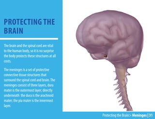 The brain and the spinal cord are vital
to the human body, so it is no surprise
the body protects these structures at all
costs.
The meninges is a set of protective
connective tissue structures that
surround the spinal cord and brain.The
meninges consist of three layers, dura
mater is the outermost layer; directly
underneath the dura is the arachnoid
mater; the pia mater is the innermost
layer.
PROTECTING THE
BRAIN
Protecting the Brain> Meninges | 31
 