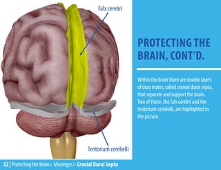 Falx cerebri
Tentorium cerebelli
32 | Protecting the Brain> Meninges> Cranial Dural Septa
PROTECTING THE
BRAIN, CONT’D.
Within the brain there are double layers
of dura mater, called cranial dural septa,
that separate and support the brain.
Two of these, the falx cerebri and the
tentorium cerebelli, are highlighted in
the picture.
 