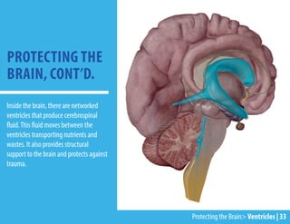 Protecting the Brain> Ventricles | 33
Inside the brain, there are networked
ventricles that produce cerebrospinal
fluid.This fluid moves between the
ventricles transporting nutrients and
wastes. It also provides structural
support to the brain and protects against
trauma.
PROTECTING THE
BRAIN, CONT’D.
 
