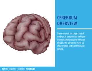 CEREBRUM
OVERVIEW
4 | Brain Regions> Forebrain> Cerebrum
The cerebrum is the largest part of
the brain. It is responsible for higher
intellectual functions and conscious
thought.The cerebrum is made up
of the cerebral cortex and the basal
ganglia.
 
