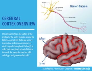The cerebral cortex is the surface of the
cerebrum.The cortex contains around 16
billion neurons (cells that relay sensory
information and motor commands as
electric signals throughout the body). In
order for the cerebral cortex to fit inside
the skull, the cerebral cortex has folds
called gyri and grooves called sulci.
CEREBRAL
CORTEX OVERVIEW
sulcus
gyrus
Neurondiagram
Brain Regions> Forebrain> Cerebrum> Cerebral Cortex | 5
 
