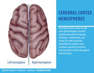 The cerebral cortex consists of a left
and a right hemisphere.The left is
typically responsible for language,
calculation, comprehension, and
writing.The right is generally
responsible for creativity, visual,
emotional, and artistic awareness.
Each hemisphere controls the opposite
side of the body.
CEREBRAL CORTEX
HEMISPHERES
Left hemisphere Right hemisphere
6 | Brain Regions> Forebrain> Cerebrum> Cerebral Cortex
 