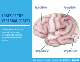 Each hemisphere has four lobes:
frontal, parietal, temporal,
and occipital lobe. Each lobe is
responsible for different brain
functions.
LOBES OF THE
CEREBRAL CORTEX
Frontal Lobe Parietal Lobe
Temporal Lobe Occipital Lobe
Brain Regions> Forebrain> Cerebrum> Cerebral Cortex> Lobes | 7
 