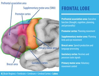 FRONTAL LOBE
Prefrontal association area: Executive
function (thought, cognition, planning,
and personality)
Premotor cortex: Planning movement
Supplementary motor area: Planning
limb and eye movement
Broca’s area: Speech production and
language processing
Gustatory cortex: Receives and
processes taste signals
Primary motor area:Voluntary
movement control
Prefrontal association area
Supplementary motor area (SMA)
Gustatory cortex
Primary motor area
Broca’s area
Premotor cortex
8 | Brain Regions> Forebrain> Cerebrum> Cerebral Cortex> Lobes
 