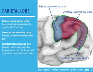 Primary somatosensory cortex:
Processes tactile information (for the
opposite side of the body)
Secondary somatosensory cortex:
Processes tactile information (including
pain)
Somatosensory association area:
Integrates sensory input (perceives
temperature, pressure, size, texture, and
relationships between touched objects)
PARIETAL LOBE
Primary somatosensory cortex
Secondary somatosensory cortex
Somatosensory association area
Brain Regions> Forebrain> Cerebrum> Cerebral Cortex> Lobes | 9
 