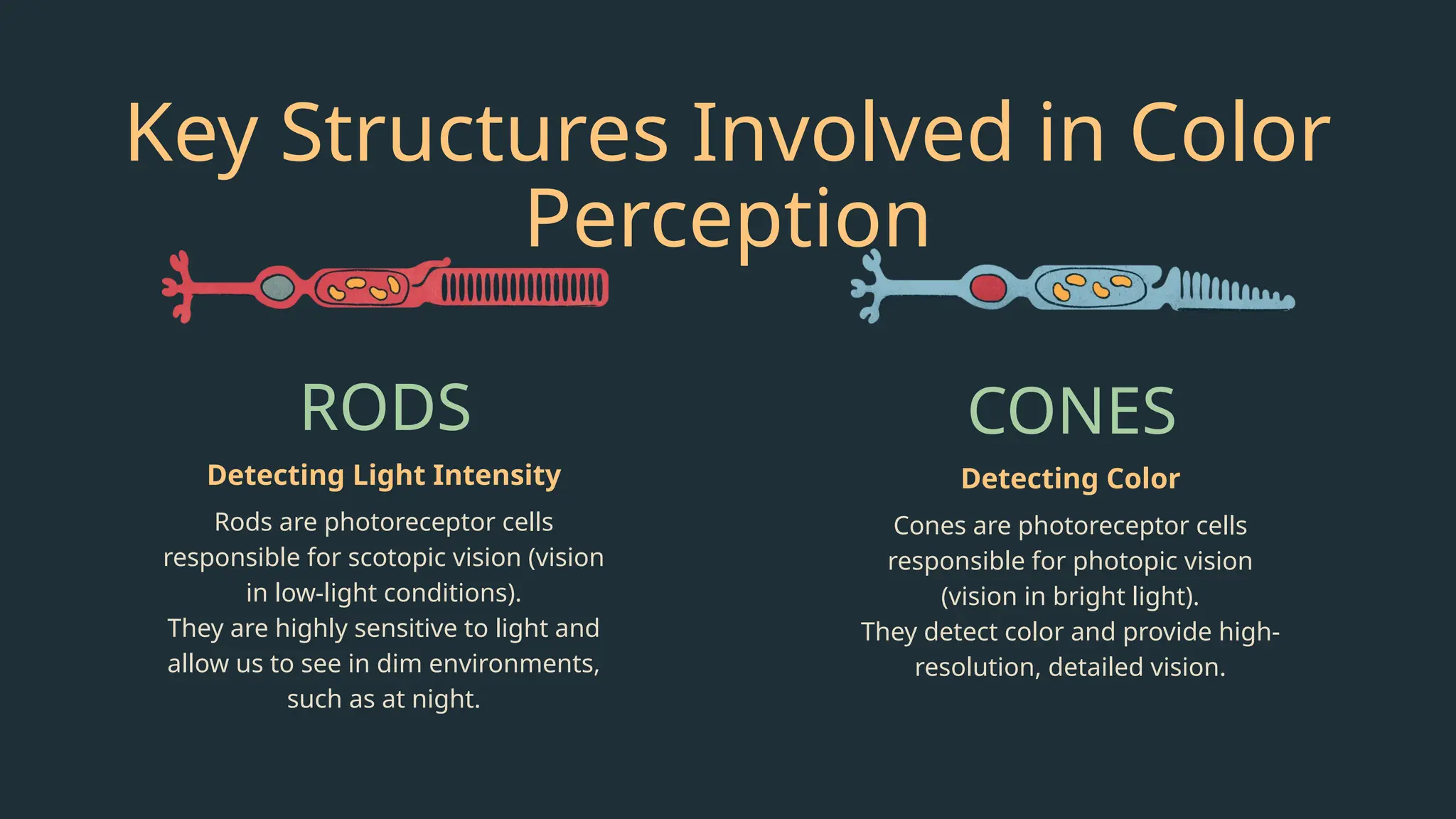 The Rods Detect VISIBLE LIGHT / LIGHT SPECTRUM / RAINBOW | PPTX