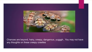 Chances are beyond, hairy, creepy, dangerous, yugggh.. You may not have
any thoughts on these creepy crawlies
 