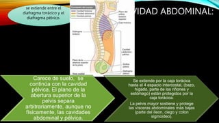 LA CAVIDAD ABDOMINAL:
se extiende entre el
diafragma torácico y el
diafragma pélvico.
Carece de suelo, se
continúa con la cavidad
pélvica. El plano de la
abertura superior de la
pelvis separa
arbitrariamente, aunque no
físicamente, las cavidades
abdominal y pélvica.
Se extiende por la caja torácica
hasta el 4 espacio intercostal, (bazo,
hígado, parte de los riñones y
estómago) están protegidos por la
caja torácica.
La pelvis mayor sostiene y protege
las vísceras abdominales más bajas
(parte del íleon, ciego y colon
sigmoideo).
 