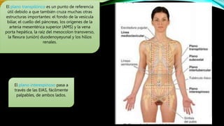 El plano transpilórico es un punto de referencia
útil debido a que también cruza muchas otras
estructuras importantes: el fondo de la vesícula
biliar, el cuello del páncreas, los orígenes de la
arteria mesentérica superior (AMS) y la vena
porta hepática, la raíz del mesocolon transverso,
la flexura (unión) duodenoyeyunal y los hilios
renales.
El plano interespinoso pasa a
través de las EIAS, fácilmente
palpables, de ambos lados.
 
