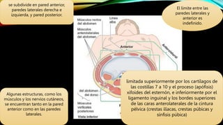 se subdivide en pared anterior,
paredes laterales derecha e
izquierda, y pared posterior.
Algunas estructuras, como los
músculos y los nervios cutáneos,
se encuentran tanto en la pared
anterior como en las paredes
laterales.
El límite entre las
paredes laterales y
anterior es
indefinido.
limitada superiormente por los cartílagos de
las costillas 7 a 10 y el proceso (apófisis)
xifoides del esternón, e inferiormente por el
ligamento inguinal y los bordes superiores
de las caras anterolaterales de la cintura
pélvica (crestas ilíacas, crestas púbicas y
sínfisis púbica)
 
