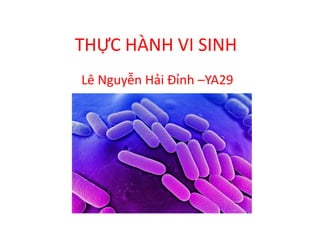 THỰC HÀNH VI SINH
Lê Nguyễn Hải Đỉnh –YA29
 