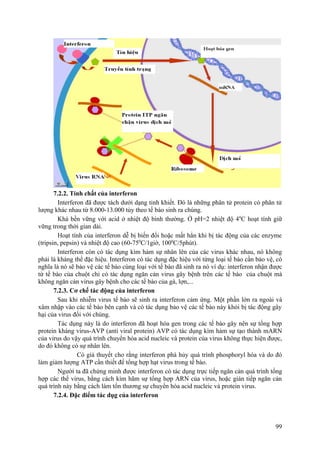 7.2.2. Tính chất của interferon
Interferon đã được tách dưới dạng tinh khiết. Đó là những phân tử protein có phân tử
lượng khác nhau từ 8.000-13.000 tùy theo tế bào sinh ra chúng.
Khá bền vững với acid ở nhiệt độ bình thường. Ở pH=2 nhiệt độ 40
C hoạt tính giữ
vững trong thời gian dài.
Hoạt tính của interferon dễ bị biến đổi hoặc mất hẳn khi bị tác động của các enzyme
(tripsin, pepsin) và nhiệt độ cao (60-750
C/1giờ, 1000
C/5phút).
Interferon còn có tác dụng kìm hảm sự nhân lên của các virus khác nhau, nó không
phải là kháng thể đặc hiệu. Interferon có tác dụng đặc hiệu với từng loại tế bào cần bảo vệ, có
nghĩa là nó sẽ bảo vệ các tế bào cùng loại với tế bào đã sinh ra nó ví dụ: interferon nhận được
từ tế bào của chuột chỉ có tác dụng ngăn cản virus gây bệnh trên các tế bào của chuột mà
không ngăn cản virus gây bệnh cho các tế bào của gà, lợn,...
7.2.3. Cơ chế tác động của interferon
Sau khi nhiễm virus tế bào sẽ sinh ra interferon cảm ứng. Một phần lớn ra ngoài và
xâm nhập vào các tế bào bên cạnh và có tác dụng bảo vệ các tế bào này khỏi bị tác động gây
hại của virus đối với chúng.
Tác dụng này là do interferon đã hoạt hóa gen trong các tế bào gây nên sự tổng hợp
protein kháng virus-AVP (anti viral protein) AVP có tác dụng kìm hảm sự tạo thành mARN
của virus do vậy quá trình chuyển hóa acid nucleic và protein của virus không thực hiện được,
do đó không có sự nhân lên.
Có giả thuyết cho rằng interferon phá hủy quá trình phosphoryl hóa và do đó
làm giảm lượng ATP cần thiết để tổng hợp hạt virus trong tế bào.
Người ta đã chứng minh được interferon có tác dụng trực tiếp ngăn cản quá trình tổng
hợp các thể virus, bằng cách kìm hãm sự tổng hợp ARN của virus, hoặc gián tiếp ngăn cản
quá trình này bằng cách làm tổn thương sự chuyển hóa acid nucleic và protein virus.
7.2.4. Đặc điểm tác dụg của interferon
99
 
