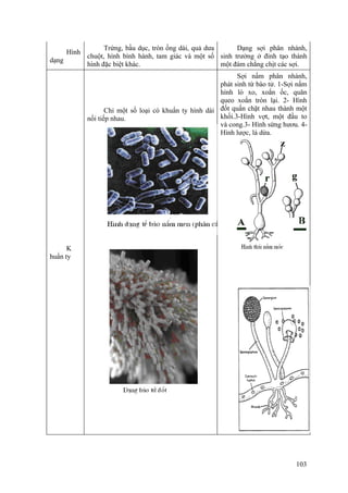 Hình
dạng
Trứng, bầu dục, tròn ống dài, quả dưa
chuột, hình bình hành, tam giác và một số
hình đặc biệt khác.
Dạng sợi phân nhánh,
sinh trưởng ở đỉnh tạo thành
một đám chằng chịt các sợi.
K
huẩn ty
Chỉ một số loại có khuẩn ty hình dài
nối tiếp nhau.
Sợi nấm phân nhánh,
phát sinh từ bào tử. 1-Sợi nấm
hình lò xo, xoắn ốc, quăn
queo xoắn tròn lại. 2- Hình
đốt quấn chặt nhau thành một
khối.3-Hình vợt, một đầu to
và cong.3- Hình sừng hươu. 4-
Hình lược, lá dừa.
103
 