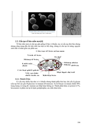 2.2. Cấu tạo tế bào nấm men[4]
Tế bào nấm men có cấu tạo gần giống tế bào vi khuẩn, tuy có cấu tạo đơn bào nhưng
nhưng cũng mang đầy đủ tính chất của một cơ thể sống, chúng có cấu tạo từ màng, nguyên
sinh chất và nhân gồm các phần sau:
2.2.1. Thành tế bào
Có cấu trúc nhiều lớp như vỏ vi khuẩn nhưng thành phần hóa học chủ yếu là glycan
(cấu tạo bởi các gốc D-glucoza) và mannan (D-manoza). Tỷ lệ Glucan và manan chiếm 90%
trọng lượng vỏ trong đó mannan cao thấp hoặc không có. Thành phần khác có protein 6-7%,
hexozamin và phần còn lại là lipid, poliphotphat, các chất chứa kitin.
104
 