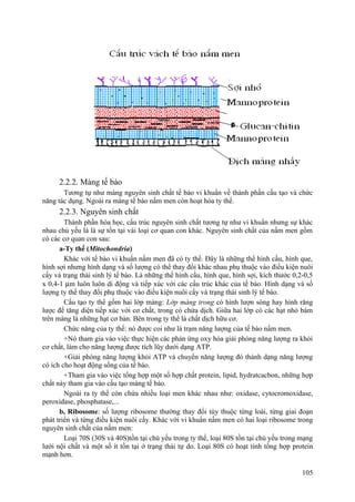 2.2.2. Màng tế bào
Tương tự như màng nguyên sinh chất tế bào vi khuẩn về thành phần cấu tạo và chức
năng tác dụng. Ngoài ra màng tế bào nấm men còn hoạt hóa ty thể.
2.2.3. Nguyên sinh chất
Thành phần hóa học, cấu trúc nguyên sinh chất tương tự như vi khuẩn nhưng sự khác
nhau chủ yếu là là sự tồn tại vài loại cơ quan con khác. Nguyên sinh chất của nấm men gồm
có các cơ quan con sau:
a-Ty thể (Mitochondria)
Khác với tế bào vi khuẩn nấm men đã có ty thể. Đây là những thể hình cầu, hình que,
hình sợi nhưng hình dạng và số lượng có thể thay đổi khác nhau phụ thuộc vào điều kiện nuôi
cấy và trạng thái sinh lý tế bào. Là những thể hình cầu, hình que, hình sợi, kích thước 0,2-0,5
x 0,4-1 µm luôn luôn di động và tiếp xúc với các cấu trúc khác của tế bào. Hình dạng và số
lượng ty thể thay đổi phụ thuộc vào điều kiện nuôi cấy và trạng thái sinh lý tế bào.
Cấu tạo ty thể gồm hai lớp màng: Lớp màng trong có hình lượn sóng hay hình răng
lược để tăng diện tiếp xúc với cơ chất, trong có chứa dịch. Giữa hai lớp có các hạt nhỏ bám
trên màng là những hạt cơ bản. Bên trong ty thể là chất dịch hữu cơ.
Chức năng của ty thể: nó được coi như là trạm năng lượng của tế bào nấm men.
+Nó tham gia vào việc thực hiện các phản ứng oxy hóa giải phóng năng lượng ra khỏi
cơ chất, làm cho năng lượng được tích lũy dưới dạng ATP.
+Giải phóng năng lượng khỏi ATP và chuyển năng lượng đó thành dạng năng lượng
có ích cho hoạt động sống của tế bào.
+Tham gia vào việc tổng hợp một số hợp chất protein, lipid, hydratcacbon, những hợp
chất này tham gia vào cấu tạo màng tế bào.
Ngoài ra ty thể còn chứa nhiều loại men khác nhau như: oxidase, cytocromoxidase,
peroxidase, phosphatase,...
b, Ribosome: số lượng ribosome thường thay đổi tùy thuộc từng loài, từng giai đoạn
phát triển và từng điều kiện nuôi cấy. Khác với vi khuẩn nấm men có hai loại ribosome trong
nguyên sinh chất của nấm men:
Loại 70S (30S và 40S)tồn tại chủ yếu trong ty thể, loại 80S tồn tại chủ yếu trong mạng
lưới nội chất và một số ít tồn tại ở trạng thái tự do. Loại 80S có hoạt tính tổng hợp protein
mạnh hơn.
105
 