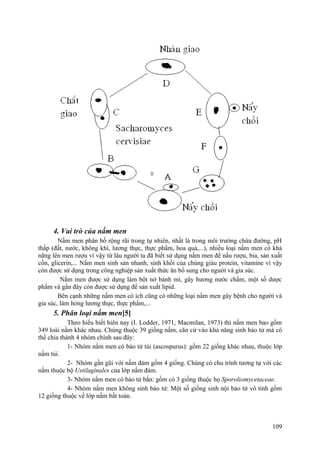4. Vai trò của nấm men
Nấm men phân bố rộng rãi trong tự nhiên, nhất là trong môi trường chứa đường, pH
thấp (đất, nước, không khí, lương thực, thực phẩm, hoa quả,...), nhiều loại nấm men có khả
năng lên men rượu vì vậy từ lâu người ta đã biết sử dụng nấm men để nấu rượu, bia, sản xuất
cồn, glicerin,... Nấm men sinh sản nhanh, sinh khối của chúng giàu protein, vitamine vì vậy
còn được sử dụng trong công nghiệp sản xuất thức ăn bổ sung cho người và gia súc.
Nấm men được sử dụng làm bột nở bánh mì, gây hương nước chấm, một số dược
phẩm và gần đây còn được sử dụng để sản xuất lipid.
Bên cạnh những nấm men có ích cũng có những loại nấm men gây bệnh cho người và
gia súc, làm hỏng lương thực, thực phẩm,...
5. Phân loại nấm men[5]
Theo hiểu biết hiên nay (I. Lodder, 1971, Macmilan, 1973) thì nấm men bao gồm
349 loài nấm khác nhau. Chúng thuộc 39 giống nấm, căn cứ vào khả năng sinh bào tử mà có
thể chia thành 4 nhóm chính sau đây:
1- Nhóm nấm men có bào tử túi (ascospurus): gồm 22 giống khác nhau, thuộc lớp
nấm túi.
2- Nhóm gần gũi với nấm đảm gồm 4 giống. Chúng có chu trình tương tự với các
nấm thuộc bộ Ustilaginales của lớp nấm đảm.
3- Nhóm nấm men có bào tử bắn: gồm có 3 giống thuộc họ Sporoliomycetaceae.
4- Nhóm nấm men không sinh bào tử: Một số giống sinh nội bào tử vô tính gồm
12 giống thuộc về lớp nấm bất toàn.
109
 