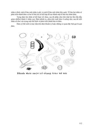 nhân ở đỉnh, một tế bào một nhân ở gốc và một tế bào một nhân bên cạnh. Tế bào hai nhân sẽ
phát triển thành đảm và hai tế bào kia sẽ kết hợp để tạo thành một tế bào hai nhân khác.
Trong đảm hai nhân sẽ kết hợp với nhau, sau đó phân chia liên tiếp hai lần (lần đầu
giảm nhiễm) thành 4 nhân con. Đảm phình to, phía trên xuất hiện 4 cuống nhỏ, sau đó mỗi
nhân sẽ chui vào trong một thể bình và phát triển thành bào tử đảm.
Đảm có thể sinh ra trực tiếp trên đám khuẩn ty hoặc những cơ quan đặc biệt gọi là quả
đảm.
112
 