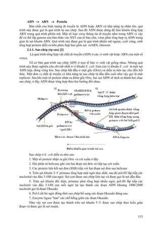 ADN → ARN → Protein
Bản chất của hiện tượng di truyền là ADN hoặc ARN có khả năng tự nhân lên, quá
trình này được gọi là quá trình tự sao chép. Sau đó ADN được dùng để làm khuôn tổng hợp
ARN trong quá trình phiên mã. Một số loại virus thông tin di truyền nằm trong ARN vì vậy
để có thể lắp genom của bản thân vào NST của tế bào chủ, virus phải tổng hợp ra ADN trung
gian từ sợi khuôn ARN. Quá trình này được gọi là quá trình phiên mã ngược, cuối cùng, sinh
tổng hợp protein diễn ra trên phức hợp bao gồm sợi mARN, ribosom.
2.1.1. Sao chép (tự sao) [2]
Là quá trình tổng hợp vật chất di truyền (ADN ở các vi sinh vật hoặc ARN của một số
virus).
Về cơ bản quá trình sao chép ADN ở mọi tế bào vi sinh vật giống nhau. Nhưng quá
trình này được nghiên cứu chi tiết nhất ở vi khuẩn E. coli. Gen của vi khuẩn E. coli là một sợi
ADN kép, đóng vòng kín. Sao chép bắt đầu ở một gốc (Oric) và diễn ra liên tục cho đến kết
thúc. Một đơn vị chất di truyền có khả năng tự sao chép từ đầu đến cuối như vậy gọi là một
replicon. Sau khi một số protein nhận ra điểm gốc Oric, hai sợi ADN sẽ tách ra thành hai chạc
sao chép, ở đây ADN được tổng hợp theo hai hướng đối nhau.
Sao chép ở E. coli diễn ra như sau:
1. Một số protein nhận ra gốc Oric và cởi xoắn ở đây
2. Hai phân tử helicase gắn vào hai đoạn sợi đơn và tiếp tục cởi xoắn
3. Các protein liên kết sợi đơn (SSB) tiếp với hai đoạn sợi đơn sau helicase
4. Trên sợi khuôn 3/
-5/
primase tổng hợp một ngòi duy nhất, sau đó pol-III lắp tiếp các
nucleotid vào đầu 3/
-OH của ngòi. Sợi con được sao chép liên tục và được gọi là sợi dẫn đầu.
5. Trên sợi khuôn đối diện, primase phải tổng hợp nhiều ngòi, pol-III lắp tiếp các
nucleotit vào đầu 3/
-OH của mỗi ngòi lại tạo thành các đoạn ADN khoảng 1000-2000
nucleotit gọi là đoạn Okazaki.
6. Pol-I cắt bỏ ngòi đồng thời sao chép bổ sung các đoạn Okazaki đứng sau.
7. Enzyme ligase ''hàn'' các chỗ hỗng giữa các đoạn Okazaki.
Như vậy sợi con được tạo thành trên sợi khuôn 5/
-3/
được sao chép theo kiểu gián
đoạn và được gọi là sợi muộn.
115
 