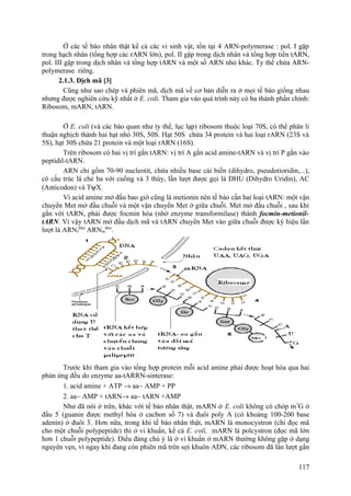Ở các tế bào nhân thật kể cả các vi sinh vật, tồn tại 4 ARN-polymerase : pol. I gặp
trong hạch nhân (tổng hợp các rARN lớn), pol. II gặp trong dịch nhân và tổng hợp tiền tARN,
pol. III gặp trong dịch nhân và tổng hợp tARN và một số ARN nhỏ khác. Ty thể chứa ARN-
polymerase riêng.
2.1.3. Dịch mã [3]
Cũng như sao chép và phiên mã, dịch mã về cơ bản diễn ra ở mọi tế bào giống nhau
nhưng được nghiên cứu kỹ nhất ở E. coli. Tham gia vào quá trình này có ba thành phần chính:
Ribosom, mARN, tARN.
Ở E. coli (và các bào quan như ty thể, lục lạp) ribosom thuộc loại 70S, có thể phân li
thuận nghịch thành hai hạt nhỏ 30S, 50S. Hạt 50S chứa 34 protein và hai loại rARN (23S và
5S), hạt 30S chứa 21 protein và một loại rARN (16S).
Trên ribosom có hai vị trí gắn tARN: vị trí A gắn acid amine-tARN và vị trí P gắn vào
peptidil-tARN.
ARN chỉ gồm 70-90 nucleotit, chứa nhiều base cải biến (dihydro, pseudotioridin,...),
có cấu trúc lá chẻ ba với cuống và 3 thùy, lần lượt được gọi là DHU (Dihydro Uridin), AC
(Anticodon) và TψX.
Vì acid amine mở đầu bao giờ cũng là metionin nên tế bào cần hai loại tARN: một vận
chuyển Met mở đầu chuỗi và một vận chuyển Met ở giữa chuỗi. Met mở đầu chuỗi , sau khi
gắn với tARN, phải được focmin hóa (nhờ enzyme transformilase) thành focmin-metionil-
tARN. Vì vậy tARN mở đầu dịch mã và tARN chuyển Met vào giữa chuỗi được ký hiệu lần
lượt là ARNf
Met
ARNm
Met
.
Trước khi tham gia vào tổng hợp protein mỗi acid amine phải được hoạt hóa qua hai
phản ứng đều do enzyme aa-tARRN-sinterase:
1. acid amine + ATP → aa∼ AMP + PP
2. aa∼ AMP + tARN→ aa∼ tARN +AMP
Như đã nói ở trên, khác với tế bào nhân thật, mARN ở E. coli không có chóp m7
G ở
đầu 5'
(guanin được methyl hóa ở cacbon số 7) và đuôi poly A (có khoảng 100-200 base
adenin) ở đuôi 3'
. Hơn nữa, trong khi tế bào nhân thật, mARN là monocystron (chỉ đọc mã
cho một chuỗi polypeptide) thì ở vi khuẩn, kể cả E. coli, mARN là polcystron (đọc mã lớn
hơn 1 chuỗi polypeptide). Điều đáng chú ý là ở vi khuẩn ở mARN thường không gặp ở dạng
nguyên vẹn, vì ngay khi đang còn phiên mã trên sợi khuôn ADN, các ribosom đã lần lượt gắn
117
 