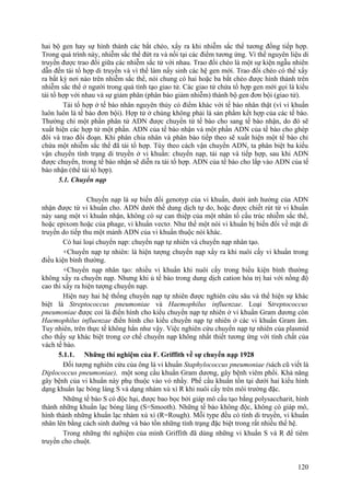 hai bộ gen hay sự hình thành các bắt chéo, xẩy ra khi nhiễm sắc thể tương đồng tiếp hợp.
Trong quá trình này, nhiễm sắc thể đứt ra và nối tại các điểm tương ứng. Vì thế nguyên liệu di
truyền được trao đổi giữa các nhiễm sắc tử với nhau. Trao đổi chéo là một sự kiện ngẫu nhiên
dẫn đến tái tổ hợp di truyền và vì thế làm nẩy sinh các hệ gen mới. Trao đổi chéo có thể xẩy
ra bất kỳ nơi nào trên nhiễm sắc thể, nói chung có hai hoặc ba bắt chéo được hình thành trên
nhiễm sắc thể ở người trong quá tình tạo giao tử. Các giao tử chứa tổ hợp gen mới gọi là kiểu
tái tổ hợp với nhau và sự giảm phân (phân bào giảm nhiễm) thành bộ gen đơn bội (giao tử).
Tái tổ hợp ở tế bào nhân nguyên thủy có điểm khác với tế bào nhân thật (vì vi khuẩn
luôn luôn là tế bào đơn bội). Hợp tử ở chúng không phải là sản phẩm kết hợp của các tế bào.
Thường chỉ một phần phân tử ADN được chuyển từ tế bào cho sang tế bào nhận, do đó sẽ
xuất hiện các hợp tử một phần. ADN của tế bào nhận và một phần ADN của tế bào cho ghép
đôi và trao đổi đoạn. Khi phân chia nhân và phân bào tiếp theo sẽ xuất hiện một tế bào chỉ
chứa một nhiễm sắc thể đã tái tổ hợp. Tùy theo cách vận chuyển ADN, ta phân biệt ba kiểu
vận chuyển tính trạng di truyền ở vi khuẩn: chuyển nạp, tải nạp và tiếp hợp, sau khi ADN
được chuyển, trong tế bào nhận sẽ diễn ra tái tổ hợp. ADN của tế bào cho lắp vào ADN của tế
bào nhận (thể tái tổ hợp).
5.1. Chuyển nạp
Chuyển nạp là sự biến đổi genotyp của vi khuẩn, dưới ảnh hưởng của ADN
nhận được từ vi khuẩn cho. ADN dưới thể dung dịch tự do, hoặc được chiết rút từ vi khuẩn
này sang một vi khuẩn nhận, không có sự can thiệp của một nhân tố cấu trúc nhiễm sắc thể,
hoặc epixom hoặc của phage, vi khuẩn vectơ. Như thế một nòi vi khuẩn bị biến đổi về mặt di
truyền do tiếp thu một mảnh ADN của vi khuẩn thuộc nòi khác.
Có hai loại chuyển nạp: chuyển nạp tự nhiên và chuyển nạp nhân tạo.
+Chuyển nạp tự nhiên: là hiện tượng chuyển nạp xẩy ra khi nuôi cấy vi khuẩn trong
điều kiện bình thường.
+Chuyển nạp nhân tạo: nhiều vi khuẩn khi nuôi cấy trong biều kiện bình thường
không xẩy ra chuyển nạp. Nhưng khi ủ tế bào trong dung dịch cation hóa trị hai với nồng độ
cao thì xẩy ra hiện tượng chuyển nạp.
Hiện nay hai hệ thống chuyển nạp tự nhiên được nghiên cứu sâu và thể hiện sự khác
biệt là Streptococcus pneumoniae và Haemophilus influenzae. Loại Streptococcus
pneumoniae được coi là điển hình cho kiểu chuyển nạp tự nhiên ở vi khuẩn Gram dương còn
Haemophilus influenzae điển hình cho kiểu chuyển nạp tự nhiên ở các vi khuẩn Gram âm.
Tuy nhiên, trên thực tế không hẳn như vậy. Việc nghiên cứu chuyển nạp tự nhiên của plasmid
cho thấy sự khác biệt trong cơ chế chuyển nạp không nhất thiết tương ứng với tính chất của
vách tế bào.
5.1.1. Những thí nghiệm của F. Griffith về sự chuyển nạp 1928
Đối tượng nghiên cứu của ông là vi khuẩn Staphylococcus pneumoniae (sách cũ viết là
Diplococcus pneumoniae), một song cầu khuẩn Gram dương, gây bệnh viêm phổi. Khả năng
gây bệnh của vi khuẩn này phụ thuộc vào vỏ nhầy. Phế cầu khuẩn tồn tại dưới hai kiểu hình
dạng khuẩn lạc bóng láng S và dạng nhám xù xì R khi nuôi cấy trên môi trường đặc.
Những tế bào S có độc hại, được bao bọc bởi giáp mô cấu tạo bằng polysaccharit, hình
thành những khuẩn lạc bóng láng (S=Smooth). Những tế bào không độc, không có giáp mô,
hình thành những khuẩn lạc nhám xù xì (R=Rough). Mỗi type đều có tính di truyền, vi khuẩn
nhân lên bằng cách sinh dưỡng và bảo tồn những tính trạng đặc biệt trong rất nhiều thế hệ.
Trong những thí nghiệm của mình Griffith đã dùng những vi khuẩn S và R để tiêm
truyền cho chuột.
120
 
