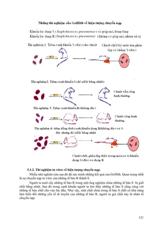 5.1.2. Thí nghiệm in vitro về hiện tượng chuyển nạp.
Nhiều nhà nghiên cứu sau đó đã xác minh những kết quả của Griffith. Quan trọng nhất
là sự chuyển nạp in vitro của những tế bào R thành S.
Người ta nuôi cấy những tế bào R trong một ống nghiệm chứa những tế bào S bị giết
chết bằng nhiệt. Sau đó trong canh khuẩn người ta tìm thấy những tế bào S sống cùng với
những tế bào chết cho vào lúc đầu. Như vậy, một chất chứa trong tế bào S chết có khả năng
làm biến đổi những yếu tố di truyền của những tế bào R, người ta gọi chất này là nhân tố
chuyển nạp.
121
 