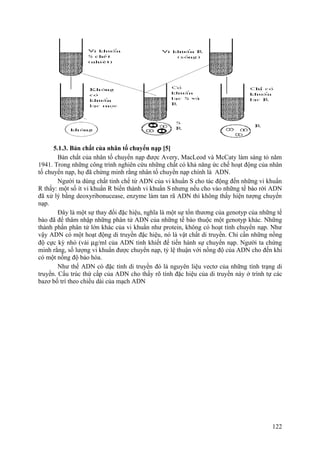 5.1.3. Bản chất của nhân tố chuyển nạp [5]
Bản chất của nhân tố chuyển nạp được Avery, MacLeod và McCaty làm sáng tỏ năm
1941. Trong những công trình nghiên cứu những chất có khả năng ức chế hoạt động của nhân
tố chuyển nạp, họ đã chứng minh rằng nhân tố chuyển nạp chính là ADN.
Người ta dùng chất tinh chế từ ADN của vi khuẩn S cho tác động đến những vi khuẩn
R thấy: một số ít vi khuẩn R biến thành vi khuẩn S nhưng nếu cho vào những tế bào rời ADN
đã xử lý bằng deoxyribonucease, enzyme làm tan rã ADN thì không thấy hiện tượng chuyển
nạp.
Đây là một sự thay đổi đặc hiệu, nghĩa là một sự tổn thương của genotyp của những tế
bào đã để thâm nhập những phân tử ADN của những tế bào thuộc một genotyp khác. Những
thành phần phân tử lớn khác của vi khuẩn như protein, không có hoạt tính chuyển nạp. Như
vậy ADN có một hoạt động di truyền đặc hiệu, nó là vật chất di truyền. Chỉ cần những nồng
độ cực kỳ nhỏ (vài µg/ml của ADN tinh khiết để tiến hành sự chuyển nạp. Người ta chứng
minh rằng, số lượng vi khuẩn được chuyển nạp, tỷ lệ thuận với nồng độ của ADN cho đến khi
có một nồng độ bảo hòa.
Như thế ADN có đặc tính di truyền đó là nguyên liệu vectơ của những tính trạng di
truyền. Cấu trúc thứ cấp của ADN cho thấy rõ tính đặc hiệu của di truyền này ở trình tự các
bazơ bố trí theo chiều dài của mạch ADN
122
 