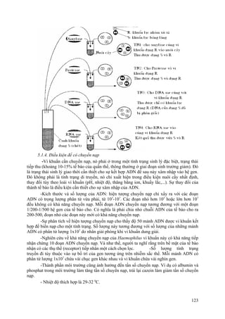 5.1.4. Điều kiện để có chuyển nạp
-Vi khuẩn cần chuyển nạp, nó phải ở trong một tình trạng sinh lý đặc biệt, trạng thái
tiếp thu (khoảng 10-15% tế bào của quần thể, thông thường ở giai đoạn sinh trưởng giảm). Đó
là trạng thái sinh lý giao thời cần thiết cho sự kết hợp ADN để sau này xâm nhập vào hệ gen.
Đó không phải là tính trạng di truyền, nó chỉ xuất hiện trong điều kiện nuôi cấy nhất định,
thay đổi tùy theo loài vi khuẩn (pH, nhiệt độ, thăng bằng ion, khuấy lắc,...). Sự thay đổi của
thành tế bào là điều kiện cần thiết cho sự xâm nhập của ADN.
-Kích thước và số lượng của ADN: hiện tượng chuyển nạp chỉ xẩy ra với các đoạn
ADN có trọng lượng phân tử vừa phải, từ 105
-107
. Các đoạn nhỏ hơn 105
hoặc lớn hơn 107
đều không có khả năng chuyển nạp. Mỗi đoạn ADN chuyển nạp tương đương với một đoạn
1/200-1/500 hệ gen của tế bào cho. Có nghĩa là phải chia nhỏ chuỗi ADN của tế bào cho ra
200-500, đoạn nhỏ các đoạn này mới có khả năng chuyển nạp.
-Sự phân tích về hiện tượng chuyển nạp cho thấy độ 50 mảnh ADN được vi khuẩn kết
hợp để biến nạp cho một tính trạng. Số lượng này tương đương với số lượng của những mảnh
ADN có phân tử lượng 1x107
do nhân giải phóng khi vi khuẩn dung giải.
-Nghiên cứu về khả năng chuyển nạp của Haemophilus vi khuẩn này có khả năng tiếp
nhận chừng 10 đoạn ADN chuyển nạp. Và như thế, người ta nghĩ rằng trên bề mặt của tế bào
nhận có các thụ thể (receptor) tiếp nhân một cách chọn lọc. -Số lượng tính trạng
truyền đi tùy thuộc vào sự bố trí của gen tương ứng trên nhiễm sắc thể. Mỗi mảnh ADN có
phân tử lượng 1x107
chứa vài chục gen khác nhau và vi khuẩn chứa vài nghìn gen.
-Thành phần môi trường cũng ảnh hưởng đến tần số chuyển nạp. Ví dụ có albumin và
phosphat trong môi trường làm tăng tần số chuyển nạp, trái lại cazein làm giảm tần số chuyển
nạp.
- Nhiệt độ thích hợp là 29-32 0
C.
123
 