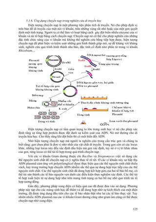 5.1.6. Ứng dụng chuyển nạp trong nghiên cứu di truyền học
Hiện tượng chuyển nạp là một phương tiện phân tích di truyền. Nó cho phép định vị
trên bản đồ di truyền của một nòi vi khuẩn, trên những vùng rất nhỏ hoặc của một gen quyết
định một tính trạng. Người ta có thể làm vô hoạt bằng cách gây đột biến nhiều enzyme của vi
khuẩn và tái tổ hợp bằng cách chuyển nạp. Chuyển nạp nó có thể cho phép nghiên cứu những
đặc tính chức năng của vi khuẩn mà không thể nghiên cứu bằng tiếp hợp được, hiện tượng
chuyển nạp đã phát hiện và kiểm soát những gen hình thành giáp mô, sự đề kháng với kháng
sinh, nghiên cứu quá trình hình thành nha bào, đặc tính cố định nitơ phân tử trong vi khuẩn
Rhizobium,...
Hiện tượng chuyển nạp có tầm quan trọng to lớn trong sinh học vì nó cho phép xác
định rằng sự tổng hợp protein được đặt dưới sự kiểm soát của ADN. Nó mở đường cho di
truyền hóa học. Cho thấy rằng khi đột biến thì có một biến đổi ADN.
Nhờ hiện tượng chuyển nạp mà người ta nghiên cứu trong cấu trúc gen và chúng ta
biết rằng: gen chưa phải là đơn vị nhỏ nhất của vật chất di truyền. Trong gen còn có các locus
khác, những loại locus này đều xác định dấu hiệu mà gen xác định, tuy nó ở vị trí khác nhau
của gen, từng locus có thể tái tổ hợp trong quá trình chuyển nạp.
Với các vi khuẩn Gram dương thuộc chi Bacillus và Streptomyces việc sử dụng các
thể nguyên sinh chất để chuyển nạp có ý nghĩa thực tế rõ rệt. Ơ các vi khuẩn này sự hấp thụ
ADN plasmid cảm ứng với polyetilenglicol được thực hiện qua các thể nguyên sinh chất thiếu
vách, hay trong trường hợp chuyền ADN nhiễm sắc thể qua sự dung hợp trực tiếp của các thể
nguyên sinh chất. Các thể nguyên sinh chất đã dung hợp kết hợp gen của hai tế bào bố mẹ, có
thể tái sản thành các tế bào nguyên vẹn dưới các điều kiện thực nghiệm xác định. Các thể tái
tổ hợp xuất hiện từ sự dung hợp như trên mang tính trạng cả hai bố mẹ nhờ quá trình tái tổ
hợp tương đồng.
Gần đây, phương pháp xung điện có hiệu quả cao đã được đưa vào sử dụng. Phương
pháp này tạp cho các màng sinh học dễ thấm và dễ dung hợp nhờ sự kích thích của một điện
trường, đã được ứng dụng đầu tiên cho các tế bào nhân thật như lai các tế bào thực vật. Tuy
nhiên nhiều ADN plasmid của các vi khuẩn Gram dương cũng như gram âm cũng có thể được
chuyển nạp nhờ xung điện.
125
 