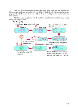 Ngày nay hiện tượng chuyển nạp được ứng dụng nhiều trong sinh học phân tử, đặc
biệt trong quá trình đưa vectơ tái tổ hợp vào tế bào vi khuẩn E. coli hiện tượng chuyển nạp
giúp gắn kết một đoạn gen vào tế bào vi khuẩn để từ đó có thể phát hiện các tính chất của
đoạn gen này.
Nhờ hiện tượng chuyển nạp nên đã phát hiện được bản chất của hiện tượng kháng
kháng sinh trong vi khuẩn.
5.2. Tải nạp[9]
126
 