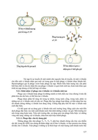 Tải nạp là sự truyền đi một mảnh nhỏ nguyên liệu di truyền, từ một vi khuẩn
cho đến một vi khuẩn nhận qua một vài trung gian là một phage vi khuẩn (thực khuẩn thể:
Bacteriophage) gọi là phage vectơ hoặc phage tải nạp. Muốn hiểu hiện tượng này cần phải
biết bản chất và chu kỳ nhân lên của phage vi khuẩn và quá trình sinh tan, hoàn toàn khác quá
trình tải nạp nhưng có khi kết hợp với nhau.
5.2.1. Khái niệm về phage của vi khuẩn và vi khuẩn sinh tan
Phage của vi khuẩn hoặc phage là những mảnh có tính chất của virus nhưng ở mức độ
phân hóa sâu sắc hơn, có thể hòa tan vi khuẩn.
Phage được phân bố rộng rãi trong tự nhiên, trong nước cống, trong ruột, phân và
những nơi có vi khuẩn sinh sôi nẩy nở. Phage độc hay phage hoạt động, có khả năng hòa tan
rất nhanh chóng những vi khuẩn non đang sống. Chúng hấp phụ trên bề mặt vi khuẩn một
cách đặc hiệu.
Có thể quan sát sự dung giải vi khuẩn trên môi trường lỏng, bằng cách cho một hỗn
dịch phage đặc hiệu vào một canh khuẩn nước thịt dinh dưỡng ủ được vài giờ. Môi trường trở
nên trong sáng hoàn toàn. Trên môi trường đặc, sự dung giải của phage biểu hiện: có những
vùng nhỏ sáng, những vệt vô khuẩn, chứa hơn một triệu mảnh phage.
5.2.1.1. Phage độc- chu kỳ dung giải
Những phage độc như phage T2, T3, T4, T5 phá hủy nhanh chóng cấu trúc của nhiễm
sắc thể, trong đó ADN của chúng đã thâm nhập vào tế bào vi khuẩn, vỏ bọc protein của chúng
rất độc cho vi khuẩn. Trộn phage ở những tỷ lệ thích hợp với một lượng canh khuẩn nước thịt
127
 