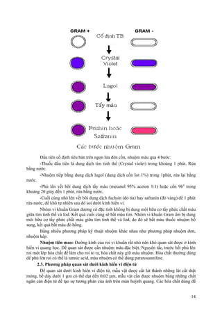 Đầu tiên cố định tiêu bản trên ngọn lửa đèn cồn, nhuộm màu qua 4 bước:
-Thuốc đầu tiên là dung dịch tím tinh thể (Crystal violet) trong khoảng 1 phút. Rửa
bằng nước.
-Nhuộm tiếp bằng dung dịch lugol (dung dịch cồn Iot 1%) trong 1phút, rửa lại bằng
nước.
-Phủ lên vết bôi dung dịch tẩy màu (metanol 95% aceton 1:1) hoặc cồn 960
trong
khoảng 20 giây đến 1 phút, rửa bằng nước,
-Cuối cùng nhỏ lên vết bôi dung dịch fuchsin (đỏ tía) hay safranin (đỏ vàng) để 1 phút
rửa nước, để khô tự nhiên sau đó soi dưới kính hiển vi.
Nhóm vi khuẩn Gram dương có đặc tính không bị dung môi hữu cơ tẩy phức chất màu
giữa tím tinh thể và Iod. Kết quả cuối cùng sẽ bắt màu tím. Nhóm vi khuẩn Gram âm bị dung
môi hữu cơ tẩy phức chất màu giữa tím tinh thể và Iod, do đó sẽ bắt màu thuốc nhuộm bổ
sung, kết quả bắt màu đỏ hồng.
Bằng nhiều phương pháp kỹ thuật nhuộm khác nhau như phương pháp nhuộm đơn,
nhuộm kép.
Nhuộm tiên mao: Đường kính của roi vi khuẩn rất nhỏ nên khó quan sát được ở kính
hiển vi quang học. Để quan sát được cần nhuộm màu đặc biệt. Nguyên tắc, trước hết phủ lên
roi một lớp hóa chất để làm cho roi to ra, hóa chất này giữ màu nhuộm. Hóa chất thường dùng
để phủ lên roi có thể là tannic acid, màu nhuộm có thể dùng pararosanniline.
2.3. Phương pháp quan sát dưới kính hiển vi điện tử
Để quan sát dưới kính hiển vi điện tử, mẫu vật được cắt lát thành những lát cắt thật
mỏng, bề dày dưới 1 µm có thể đạt đến 0,02 µm, mẫu vật cần được nhuộm bằng những chất
ngăn cản điện tử để tạo sự tương phản của ảnh trên màn huỳnh quang. Các hóa chất dùng để
14
 