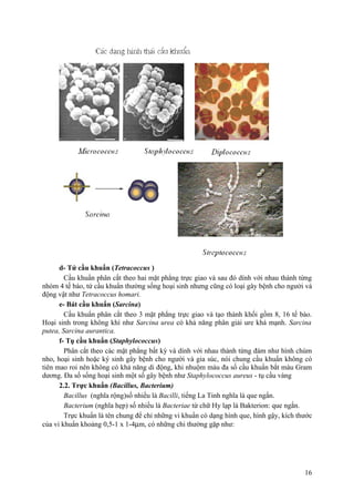 d- Tứ cầu khuẩn (Tetracoccus )
Cầu khuẩn phân cắt theo hai mặt phẳng trực giao và sau đó dính với nhau thành từng
nhóm 4 tế bào, tứ cầu khuẩn thường sống hoại sinh nhưng cũng có loại gây bệnh cho người và
động vật như Tetracoccus homari.
e- Bát cầu khuẩn (Sarcina)
Cầu khuẩn phân cắt theo 3 mặt phẳng trực giao và tạo thành khối gồm 8, 16 tế bào.
Hoại sinh trong không khí như Sarcina urea có khả năng phân giải ure khá mạnh. Sarcina
putea, Sarcina aurantica.
f- Tụ cầu khuẩn (Staphylococcus)
Phân cắt theo các mặt phẳng bất kỳ và dính với nhau thành từng đám như hình chùm
nho, hoại sinh hoặc ký sinh gây bệnh cho người và gia súc, nói chung cầu khuẩn không có
tiên mao roi nên không có khả năng di động, khi nhuộm màu đa số cầu khuẩn bắt màu Gram
dương. Đa số sống hoại sinh một số gây bệnh như Staphylococcus aureus - tụ cầu vàng
2.2. Trực khuẩn (Bacillus, Bacterium)
Bacillus (nghĩa rộng)số nhiều là Bacilli, tiếng La Tinh nghĩa là que ngắn.
Bacterium (nghĩa hẹp) số nhiều là Bacteriae từ chữ Hy lạp là Bakterion: que ngắn.
Trực khuẩn là tên chung để chỉ những vi khuẩn có dạng hình que, hình gậy, kích thước
của vi khuẩn khoảng 0,5-1 x 1-4µm, có những chi thường gặp như:
16
 