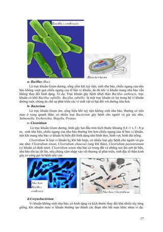 a- Bacillus (Bac)
Là trực khuẩn Gram dương, sống yếm khí tuỳ tiện, sinh nha bào, chiều ngang của nha
bào không vượt quá chiều ngang của tế bào vi khuẩn, do đó khi vi khuẩn mang nha bào vẫn
không thay đổi hình dạng. Ví dụ: Trực khuẩn gây bệnh nhiệt thán Bacillus anthracis, trực
khuẩn cỏ khô Bacillus subtillis. Bacillus subtillis là một trực khuẩn có lợi trong hệ vi khuẩn
đường ruột, chúng ức chế sự phát triển các vi sinh vật có hại đối với đường tiêu hoá.
b- Bacterium
Là trực khuẩn Gram âm, sống hiếu khí tuỳ tiện không sinh nha bào, thường có tiên
mao ở xung quanh thân, có nhiều loại Bacterium gây bệnh cho người và gia súc như,
Salmonella, Escherichia, Shigella, Proteus.
c- Clostridium
Là trực khuẩn Gram dương, hình gậy hai đầu tròn kích thước khoảng 0,4 -1 x 3 - 8 µ
m, sinh nha bào, chiều ngang của nha bào thường lớn hơn chiều ngang của tế bào vi khuẩn,
nên khi mang nha bào vi khuẩn bị biến đổi hình dạng như hình thoi, hình vợt, hình dùi trống.
Clostridium là loại vi khuẩn kỵ khí bắt buộc, có nhiều loại gây bệnh cho người và gia
súc như: Clostridium tetani, Clostridium chauvoei (ung khí thán), Clostridium pasteurianum
(vi khuẩn cố định nitơ). Clostridium tetani nha bào có trong đất và những nơi ẩm ướt dơ bẩn,
nha bào tồn tại rất lâu, nếu chúng xâm nhập vào vết thương sẽ phát triển, sinh độc tố thần kinh
gây co cứng gọi là bệnh uốn ván.
d-Corynebacterium
Vi khuẩn không sinh nha bào, có hình dạng và kích thước thay đổi khá nhiều tùy từng
giống, khi nhuộm màu vi khuẩn thường tạo thành các đoạn nhỏ bắt màu khác nhau ví dụ:
17
 