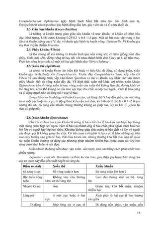 Corynebacterium diphtheriae (gây bệnh bạch hầu) bắt màu hai đầu hình quả tạ,
Erysipelothrix rhusiopathiae gây bệnh đóng dấu lợn, gây viêm da và tổ chức dưới da.
2.3. Cầu trực khuẩn (Cocco-Bacillus)
Là những vi khuẩn trung gian giữa cầu khuẩn và trực khuẩn, vi khuẩn có hình bầu
dục, hình trứng, kích thước khoảng 0,25-0,3 x 0,4 -1,5 µm. Một số bắt màu tập trung ở hai
đầu (vi khuẩn lưỡng cực). Ví dụ: vi khuẩn gây bệnh tụ huyết trùng: Pasteurella. Vi khuẩn gây
sẩy thai truyền nhiễm Brucella.
2.4. Phẩy khuẩn (Vibrio)
Là tên chung để chỉ những vi khuẩn hình que uốn cong lên, có hình giống hình dấu
phẩy, hình lưỡi liềm, đứng riêng rẽ hay nối với nhau thành hình chữ S hay số 8, có tiên mao.
Phần lớn sống hoại sinh, có một số loại gây bệnh như Vibrio cholerae.
2.5. Xoắn thể (Spirillum)
Là nhóm vi khuẩn Gram âm hiếu khí hoặc vi hiếu khí, di động, có dạng xoắn, xoắn
khuẩn gây bệnh thuộc chi Campylobacter. Trước đây Campylobacter được xếp vào chi
Vibrio về sau chúng được xếp vào nhóm Spirillum vì các vi khuẩn này khác biệt với nhóm
phẩy khuẩn nhờ số vòng xoắn đầy đủ. Về hình thái xoắn thể khác với nhóm xoắn khuẩn
(Spirochaeta) do số vòng xoắn ít hơn, vòng xoắn của xoắn thể không làm cho đường kính cơ
thể tăng lên, xoắn thể không có cấu trúc sợi trục chu chất và lớp bao ngoài, vách tế bào cứng
và di động mạnh nhờ có lông roi ở cực tế bào.
Campylobacter là những vi khuẩn Gram âm, có dạng chữ S hay dấu phẩy, có một lông
roi ở một cực hoặc hai cực, di động theo kiểu vặn nút chai, kích thước 0.2-0.8 x 0.5 –5.0 µm
nhưng đôi khi có dạng cầu khuẩn, thông thường không có giáp mô, tuy có khi C. jejuni lại
thấy có giáp mô.
2.6. Xoắn khuẩn (Spirochaeta)
Cấu trúc cơ bản của xoắn khuẩn là màng tế bào chất của tế bào kéo dài được bọc trong
một màng phức hợp bên ngoài vách tế bào tạo thành ống tế bào chất, phía ngoài được bao bọc
bởi lớp vỏ ngoài hay lớp bao nhầy. Khoảng không gian giữa màng tế bào chất và lớp vỏ ngoài
này được gọi là không gian chu chất. Có tiên mao xuất phát từ hai cực tế bào, những sợi tiên
mao này hướng vào giữa tế bào. Bắt màu Gram âm, nhưng thường khó bắt màu nên để quan
sát xoắn khuẩn thường sử dụng các phương pháp nhuộm nhiễm bạc, hoặc quan sát tiêu bản
sống dưới kính hiển vi nền đen.
Xoắn khuẩn di động uốn khúc, vặn xoắn, uốn lượn, sinh sản bằng cách phân chắt theo
chiều ngang.
Leptospira canicola theo nước và thức ăn vào máu, gan, thận gây loạn chức năng của
các cơ quan này dẫn đến xuất huyết và vàng da.
Điểm so sánh Xoắn thể Xoắn khuẩn
Số vòng xoắn Số vòng xoắn ít hơn Số vòng xoắn lớn hơn 2
Đặc điểm vòng
xoắn
Không làm cho đường
kính cơ thể tăng lên
Làm cho đường kính cơ thể tăng
lên
Nhuộm Gram Âm Gram âm, khó bắt màu, nhuộm
nhiễm bạc
Lông roi ở một cực hoặc ở hai
cực
Xuất phát từ hai cực tế bào hướng
vào giữa
Di động Nhờ lông roi ở cực tế Di động uốn khúc, vặn xoắn, uốn
18
 