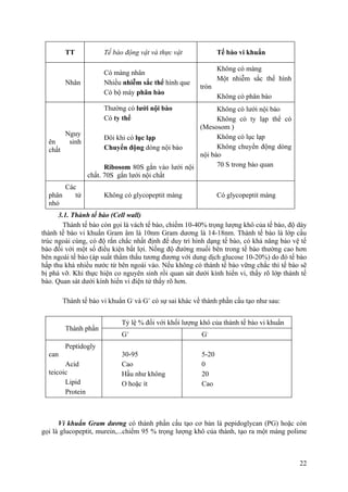 TT Tế bào động vật và thực vật Tế bào vi khuẩn
Nhân
Có màng nhân
Nhiều nhiễm sắc thể hình que
Có bộ máy phân bào
Không có màng
Một nhiễm sắc thể hình
tròn
Không có phân bào
Nguy
ên sinh
chất
Thường có lưới nội bào
Có ty thể
Đôi khi có lục lạp
Chuyển động dòng nội bào
Ribosom 80S gắn vào lưới nội
chất. 70S gắn lưới nội chất
Không có lưới nội bào
Không có ty lạp thể có
(Mesosom )
Không có lục lạp
Không chuyển động dòng
nội bào
70 S trong bào quan
Các
phân tử
nhỏ
Không có glycopeptit màng Có glycopeptit màng
3.1. Thành tế bào (Cell wall)
Thành tế bào còn gọi là vách tế bào, chiếm 10-40% trọng lượng khô của tế bào, độ dày
thành tế bào vi khuẩn Gram âm là 10nm Gram dương là 14-18nm. Thành tế bào là lớp cấu
trúc ngoài cùng, có độ rắn chắc nhất định để duy trì hình dạng tế bào, có khả năng bảo vệ tế
bào đối với một số điều kiện bất lợi. Nồng độ đường muối bên trong tế bào thường cao hơn
bên ngoài tế bào (áp suất thẩm thấu tương đương với dung dịch glucose 10-20%) do đó tế bào
hấp thu khá nhiều nước từ bên ngoài vào. Nếu không có thành tế bào vững chắc thì tế bào sẽ
bị phá vỡ. Khi thực hiện co nguyên sinh rồi quan sát dưới kính hiển vi, thấy rõ lớp thành tế
bào. Quan sát dưới kính hiển vi điện tử thấy rõ hơn.
Thành tế bào vi khuẩn G-
và G+
có sự sai khác về thành phần cấu tạo như sau:
Thành phần
Tỷ lệ % đối với khối lượng khô của thành tế bào vi khuẩn
G+
G-
Peptidogly
can
Acid
teicoic
Lipid
Protein
30-95
Cao
Hầu như không
O hoặc ít
5-20
0
20
Cao
Vi khuẩn Gram dương có thành phần cấu tạo cơ bản là pepidoglycan (PG) hoặc còn
gọi là glucopeptit, murein,...chiếm 95 % trọng lượng khô của thành, tạo ra một màng polime
22
 