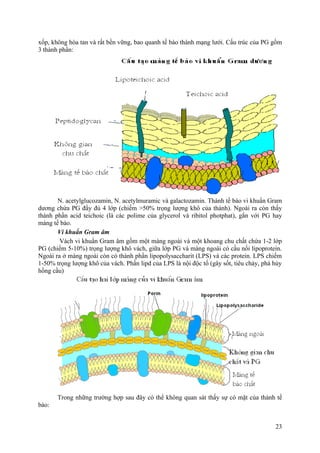 xốp, không hòa tan và rất bền vững, bao quanh tế bào thành mạng lưới. Cấu trúc của PG gồm
3 thành phần:
N. acetylglucozamin, N. acetylmuramic và galactozamin. Thành tế bào vi khuẩn Gram
dương chứa PG đầy đủ 4 lớp (chiếm >50% trọng lượng khô của thành). Ngoài ra còn thấy
thành phần acid teichoic (là các polime của glycerol và ribitol photphat), gắn với PG hay
màng tế bào.
Vi khuẩn Gram âm
Vách vi khuẩn Gram âm gồm một màng ngoài và một khoang chu chất chứa 1-2 lớp
PG (chiếm 5-10%) trọng lượng khô vách, giữa lớp PG và màng ngoài có cầu nối lipoprotein.
Ngoài ra ở màng ngoài còn có thành phần lipopolysaccharit (LPS) và các protein. LPS chiếm
1-50% trọng lượng khô của vách. Phần lipd của LPS là nội độc tố (gây sốt, tiêu chảy, phá hủy
hồng cầu)
Trong những trường hợp sau đây có thể không quan sát thấy sự có mặt của thành tế
bào:
23
 