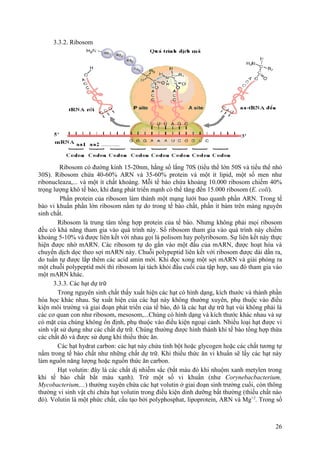 3.3.2. Ribosom
Ribosom có đường kính 15-20nm, hằng số lắng 70S (tiểu thể lớn 50S và tiểu thể nhỏ
30S). Ribosom chứa 40-60% ARN và 35-60% protein và một ít lipid, một số men như
ribonucleaza,... và một ít chất khoáng. Mỗi tế bào chứa khoảng 10.000 ribosom chiếm 40%
trọng lượng khô tế bào, khi đang phát triển mạnh có thể tăng đến 15.000 ribosom (E. coli).
Phần protein của ribosom làm thành một mạng lưới bao quanh phần ARN. Trong tế
bào vi khuẩn phần lớn ribosom nằm tự do trong tế bào chất, phần ít bám trên màng nguyên
sinh chất.
Ribosom là trung tâm tổng hợp protein của tế bào. Nhưng không phải mọi ribosom
đều có khả năng tham gia vào quá trình này. Số ribosom tham gia vào quá trình này chiếm
khoảng 5-10% và được liên kết với nhau gọi là polisom hay polyribosom. Sự liên kết này thực
hiện được nhờ mARN. Các ribosom tự do gắn vào một đầu của mARN, được hoạt hóa và
chuyển dịch dọc theo sợi mARN này. Chuỗi polypeptid liên kết với ribosom được dài dần ra,
do tuần tự được lắp thêm các acid amin mới. Khi đọc xong một sợi mARN và giải phóng ra
một chuỗi polypeptid mới thì ribosom lại tách khỏi đầu cuối của tập hợp, sau đó tham gia vào
một mARN khác.
3.3.3. Các hạt dự trữ
Trong nguyên sinh chất thấy xuất hiện các hạt có hình dạng, kích thước và thành phần
hóa học khác nhau. Sự xuất hiện của các hạt này không thường xuyên, phụ thuộc vào điều
kiện môi trường và giai đoạn phát triển của tế bào, đó là các hạt dự trữ hạt vùi không phải là
các cơ quan con như ribosom, mesosom,...Chúng có hình dạng và kích thước khác nhau và sự
có mặt của chúng không ổn định, phụ thuộc vào điều kiện ngoại cảnh. Nhiều loại hạt được vi
sinh vật sử dụng như các chất dự trữ. Chúng thường được hình thành khi tế bào tổng hợp thừa
các chất đó và được sử dụng khi thiếu thức ăn.
Các hạt hydrat carbon: các hạt này chứa tinh bột hoặc glycogen hoặc các chất tương tự
nằm trong tế bào chất như những chất dự trữ. Khi thiếu thức ăn vi khuẩn sẽ lấy các hạt này
làm nguồn năng lượng hoặc nguồn thức ăn carbon.
Hạt volutin: đây là các chất dị nhiễm sắc (bắt màu đỏ khi nhuộm xanh metylen trong
khi tế bào chất bắt màu xạnh). Trừ một số vi khuẩn (như Corynebacbacterium,
Mycobacterium,...) thường xuyên chứa các hạt volutin ở giai đoạn sinh trưởng cuối, còn thông
thường vi sinh vật chỉ chứa hạt volutin trong điều kiện dinh dưỡng bất thường (thiếu chất nào
đó). Volutin là một phức chất, cấu tạo bởi polyphosphat, lipoprotein, ARN và Mg+2
. Trong số
26
 