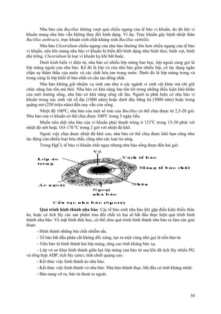 Nha bào của Bacillus không vượt quá chiều ngang của tế bào vi khuẩn, do đó khi vi
khuẩn mang nha bào vẫn không thay đổi hình dạng. Ví dụ: Trực khuẩn gây bệnh nhiệt thán
Bacillus anthracis, trực khuẩn sinh chất kháng sinh Bacillus subtillis.
Nha bào Clostridium chiều ngang của nha bào thường lớn hơn chiều ngang của tế bào
vi khuẩn, nên khi mang nha bào vi khuẩn bị biến đổi hình dạng như hình thoi, hình vợt, hình
dùi trống. Clostridium là loại vi khuẩn kỵ khí bắt buộc.
Dưới kính hiển vi điện tử, nha bào có nhiều lớp màng bao bọc, lớp ngoài cùng gọi là
lớp màng ngoài của nha bào. Kế đó là lớp vỏ của nha bào gồm nhiều lớp, có tác dụng ngăn
chặn sự thẩm thấu của nước và các chất hòa tan trong nước. Dưới đó là lớp màng trong và
trong cùng là lớp khối tế bào chất có cấu tạo đồng nhất.
Nha bào không giữ nhiệm vụ sinh sản như ở các ngành vi sinh vật khác mà chỉ giữ
chức năng lưu tồn mà thôi. Nha bào có khả năng lưu tồn tốt trong những điều kiện khó khăn
của môi trường sống, nha bào có khả năng sống rất lâu. Người ta phát hiện có nha bào vi
khuẩn trong xác sinh vật cổ đại (1000 năm) hoặc dưới đáy băng hà (3000 năm) hoặc trong
quặng mỏ (250 triệu năm) đến nay vẫn còn sống.
Nhiệt độ 1000
C, nha bào của một số loài của Bacillus có thể chịu được từ 2,5-20 giờ.
Nha bào của vi khuẩn có thể chịu được 1000
C trong 5 ngày liền.
Muốn tiêu diệt nha bào của vi khuẩn phải thanh trùng ở 1210
C trong 15-30 phút với
nhiệt độ ướt hoặc 165-170 0
C trong 2 giờ với nhiệt độ khô.
Ngoài việc chịu được nhiệt độ khô cao, nha bào có thể chịu được khô hạn cũng như
tác động của nhiều loại hóa chất, cũng như các loại tia sáng.
Trong HgCl2 tế bào vi khuẩn chết ngay nhưng nha bào sống được đến hai giờ.
Quá trình hình thành nha bào: Các tế bào sinh nha bào khi gặp điều kiện thiếu thức
ăn, hoặc có tích lũy các sản phẩm trao đổi chất có hại sẽ bắt đầu thực hiện quá trình hình
thành nha bào. Về mặt hình thái học, có thể chia quá trình hình thành nha bào ra làm các giai
đoạn:
- Hình thành những búi chất nhiễm sắc.
- Tế bào bắt đầu phân cắt không đối xứng, tạo ra một vùng nhỏ gọi là tiền bào tử.
- Tiền bào tử hình thành hai lớp màng, tăng cao tính kháng bức xạ.
- Lớp vỏ sơ khai hình thành giữa hai lớp màng của bào tử sau khi đã tích lũy nhiều PG
và tổng hợp ADP, tích lũy canci, tính chiết quang cao.
- Kết thúc việc hình thành áo nha bào.
- Kết thúc việc hình thành vỏ nha bào. Nha bào thành thục, bắt đầu có tính kháng nhiệt.
- Bào nang vỡ ra, bào tử thoát ra ngoài.
30
 