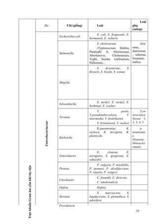 TrựckhuẩnGramâmyếmkhítùytiện
Họ Chi (giống) Loài
Loài
phụ
(subsp)
Enterobacteriaceae
Escherichia coli
E. coli, E. fergusonii, E.
hermannii, E. vulneris
Salmonella
S. choleraesuis
(Typhimurium, Dublin,
Paratyphi A, Abortusequi,
Abortusovis, Choleraesuis,
Typhi, Sendai, Gallinarum,
Pullorum),...
Ariz
onae,
diarizonae
, salamae,
houtenae,
indica,
Shigella
S. dysenteriae, S.
flexneri, S. boydii, S. sonnei
Edwardsiella
E. tarda1, E. tarda2, E.
hoshinae, E. ictaluri
Yersinia
Y. pestis,
Y.pseudotuberculosis, Y.
intermedia, Y. fredriksenii,
Y. kristensenii, Y. ruckeri
Y.en
terocolica
biovar 1,
2, 3, 4, 5
Klebsiella
K.pneumoniae, K.
oxytoca, K. terrigena, K.
planticola
p
neumonia
e.
Ozaenae,
thinoscler
omatis
Enterobacter
E. cloacae, E.
aerogenes, E. gergoviae, E.
sakazakii
Proteus
P. vulgaris, P. mirabillis,
P. penneri, P. alcalifacciens,
P. stuartii, P. rettgeri,
Citrobacter
C, freundii, C. diversus,
C. amalonaticus
Hafnia Hafnia
Serratia
S. marcescens, S.
liquifacciens, S. plymuthica, S.
adorifera
Providencia
35
 