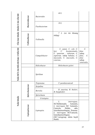 CầutrựckhuẩnkhuẩnGâmyếmkhí
Bacteroidaceae
Bacteroides
44 L
Fusobacterium
10 L
Veillonellaceae
Veillonella
7 L (cư trú khoang
miệng)
XoắnthểGâmhiếukhíhoặcvihiếukhí
Campylobacter
C. jejuni, C. coli, C.
lari, C. hyointestinalis,
C. sputorum , subtorum, C.
suptorum, subsp bubulus, C.
mucosalis, C. mucosalis, C.
concisus,
C.
fetus
subsp.
fetus, C.
fetus
subsp.
venereales
Helicobacter Helicobacter pylori
Spirilium
Xoắnkhuẩn
Spirochaetaceae
Treponema T. paraluiscuniculi
Serpulina
Borrelia
B. anserina, B. theileri,
B. burgdorferi
Spirochaeta
Cristispira
Leptospiraceae
Leptospira
L. interrogans,
SG*
Hebdomadis, Autunalis,
L. interrogans SG*
Autunalis,
Canicola, Hebdo, adis,
Icterohaemorrhagiae, Pomona.
L. interrogans SG*
Canicola,
Icterohaemorrhagiae.
(SG*
=serogroup, nhóm huyết
thanh)
37
 