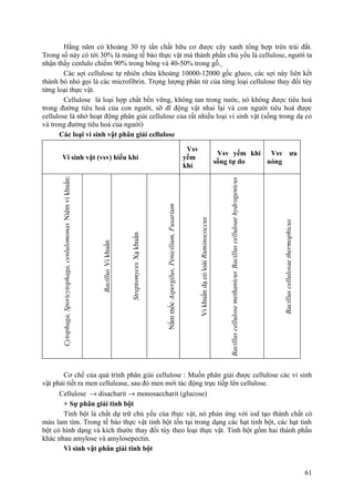 Hằng năm có khoảng 30 tỷ tấn chất hữu cơ được cây xanh tổng hợp trên trái đất.
Trong số này có tới 30% là màng tế bào thực vật mà thành phần chủ yếu là cellulose, người ta
nhận thấy cenlulo chiếm 90% trong bông và 40-50% trong gỗ.
Các sợi cellulose tự nhiên chứa khoảng 10000-12000 gốc gluco, các sợi này liên kết
thành bó nhỏ gọi là các microfibrin. Trọng lượng phân tử của từng loại cellulose thay đổi tùy
từng loại thực vật.
Cellulose là loại hợp chất bền vững, không tan trong nước, nó không được tiêu hoá
trong đường tiêu hoá của con người, sỡ dĩ động vật nhai lại và con người tiêu hoá được
cellulose là nhờ hoạt động phân giải cellulose của rất nhiều loại vi sinh vật (sống trong dạ cỏ
và trong đường tiêu hoá của người)
Các loại vi sinh vật phân giải cellulose
Vi sinh vật (vsv) hiếu khí
Vsv
yếm
khí
Vsv yếm khí
sống tự do
Vsv ưa
nóng
Niêmvikhuẩn:Cytophaga,Sporicytophaga,cenlulomonas
VikhuẩnBacillus
XạkhuẩnStreptomyces
NấmmốcAspergilus,Penicilium,Fusarium
VikhuẩndạcỏloàiRuminococcus
BacilluscelluloaehydrogenicusBacilluscellulosemethanicus
Bacilluscellulosaethermophicus
Cơ chế của quá trình phân giải cellulose : Muốn phân giải được cellulose các vi sinh
vật phải tiết ra men cellulease, sau đó men mới tác động trực tiếp lên cellulose.
Cellulose → disacharit → monosaccharit (glucose)
+ Sự phân giải tinh bột
Tinh bột là chất dự trữ chủ yếu của thực vật, nó phản ứng với iod tạo thành chất có
màu lam tím. Trong tế bào thực vật tinh bột tồn tại trong dạng các hạt tinh bột, các hạt tinh
bột có hình dạng và kích thước thay đổi tùy theo loại thực vật. Tinh bột gồm hai thành phần
khác nhau amylose và amylosepectin.
Vi sinh vật phân giải tinh bột
61
 